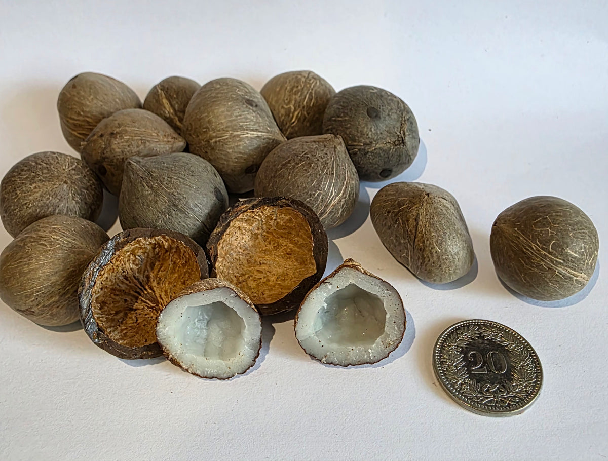 noix-de-coco-du-chili-Jubeaea-chilensis-coquitos-1