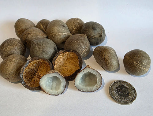 noix-de-coco-du-chili-Jubeaea-chilensis-coquitos-1