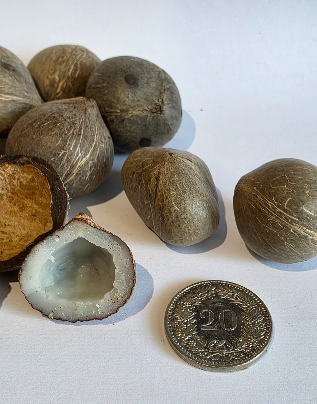 noix-de-coco-du-chili-Jubeaea-chilensis-coquitos